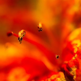 macro photography on red petaled flower