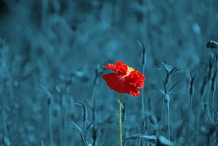 selective color photography of red flower
