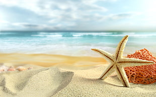 beige starfish standing beside shoreline during day time HD wallpaper