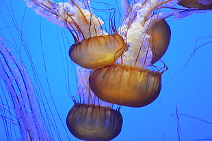 ocean, underwater, jellyfish, jellyfishes HD wallpaper