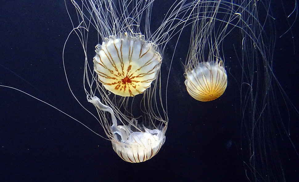 three white jellyfishes HD wallpaper