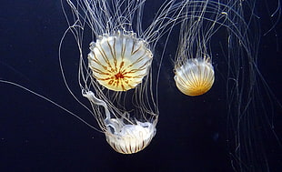 three white jellyfishes