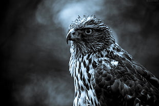 greyscale photo of eagle