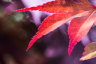 red plant, acer