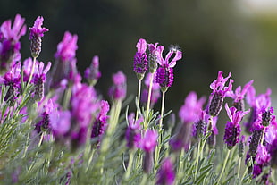 shallow focus photography of lavender