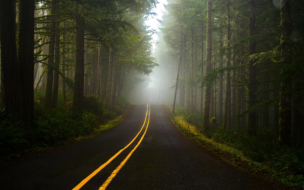 road, trees, forest HD wallpaper
