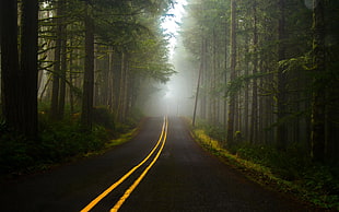 road, trees, forest