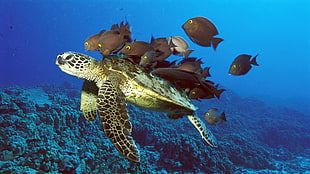 school of fish and green turtle photography HD wallpaper