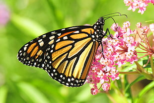 Monarch Butterfly on pink petaled flowers, swamp milkweed, sand lake