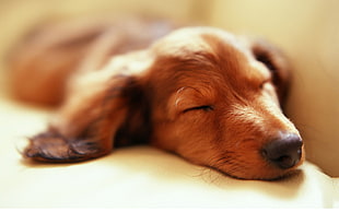 short-coated brown puppy, animals, dog, sleeping