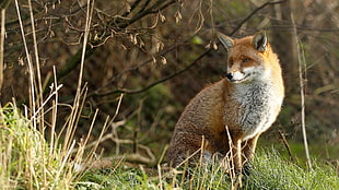photo of Fox near grass