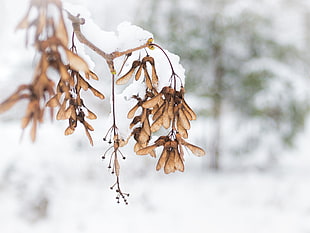 brown leaves with snow selective focus photography HD wallpaper