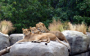 two lioness and lion on gray rock during daytime