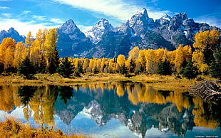 brown leaf plants near body of water photography