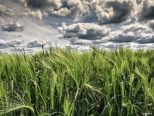 wheat fields HD wallpaper
