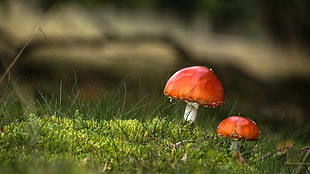 two brown mushrooms, nature, landscape, mushroom, depth of field HD wallpaper