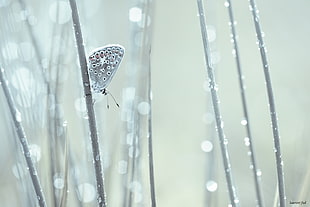 Common Blue Butterfly perched on plant stem in closeup photo