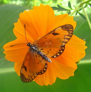 orange and black Fritillary butterfly on orange flower HD wallpaper