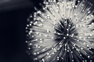 shallow focus photography of dandelion  flower