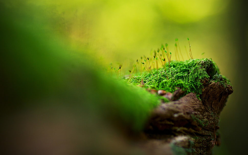 leafed plant, macro HD wallpaper