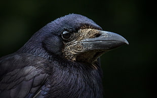 crow bird, macro, birds, animals