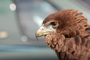 shallow focus photo of brown Eagle
