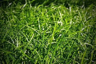 depth of field photography of green grass