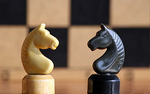 two white and black horse chess pieces