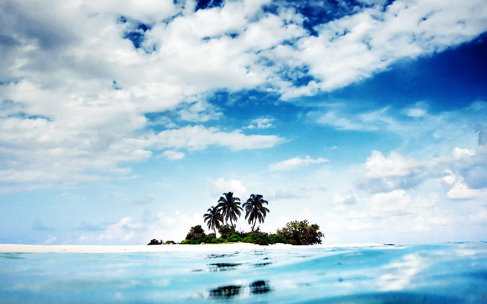 three coconut trees, beach, sand, palm trees, tropical HD wallpaper