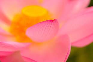 macro photography of pink petaled flower HD wallpaper