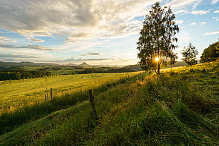 green field during golden hour