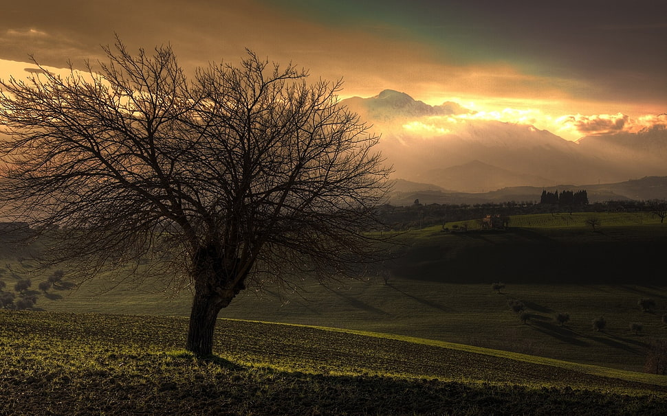 brown dry tree HD wallpaper