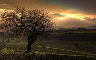 brown dry tree