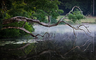 green and brown tree, lake, river, water, reflection