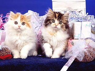 two white-and-orange long-coat kittens sitting next to wrapped gifts