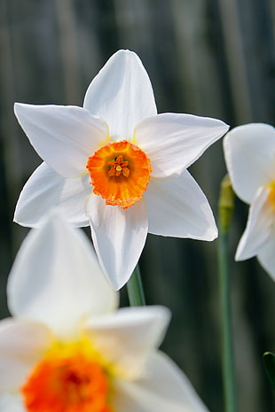 close-up photograph of three white flowers HD wallpaper