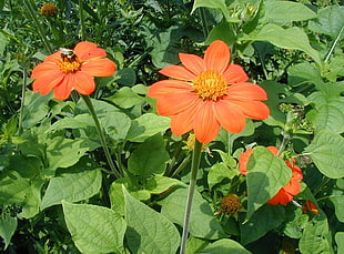 macro photography of orange flowers