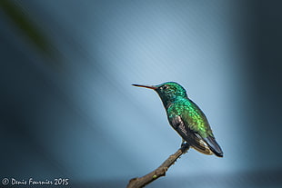 focus photo of king fisher, green violetear