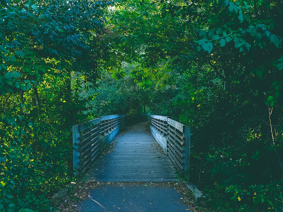 gray concrete bridge, Bridge, Path, Trees HD wallpaper
