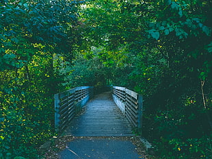 gray concrete bridge, Bridge, Path, Trees