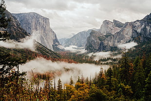 green leafed trees, nature, trees, Yosemite Valley, Yosemite National Park HD wallpaper