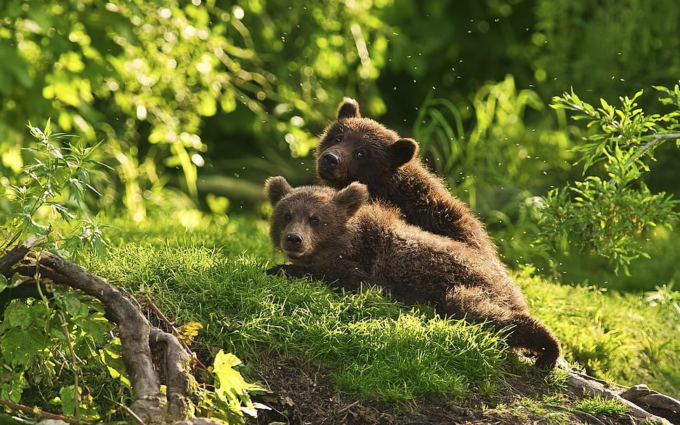 two brown bear cubs on green grass field HD wallpaper
