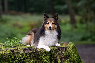 white, brown and black medium coated dog sitting on top of stone