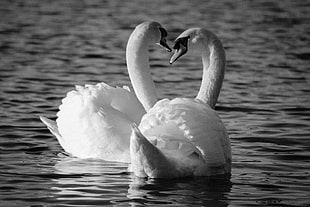 gray scale photography of two swan, mute swans, cardiff bay