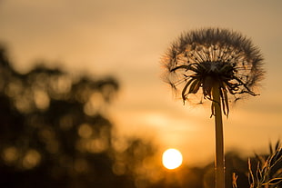photograph of dandelion during sunrise