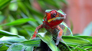 red and green chameleon, nature, animals, wildlife, chameleons