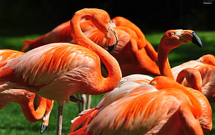 flock of orange flamingos HD wallpaper