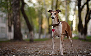 white and tan Australian Greyhound