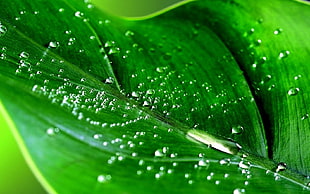 macro photography of water dew on green leaf