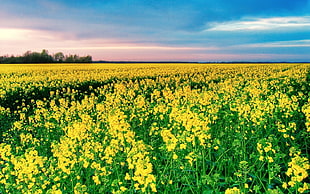 yellow rapeseed flower field
